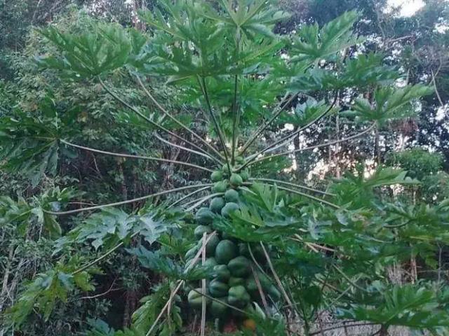 Sítio / Chácara para Venda em Santa Branca/SP Centro 3 Quartos