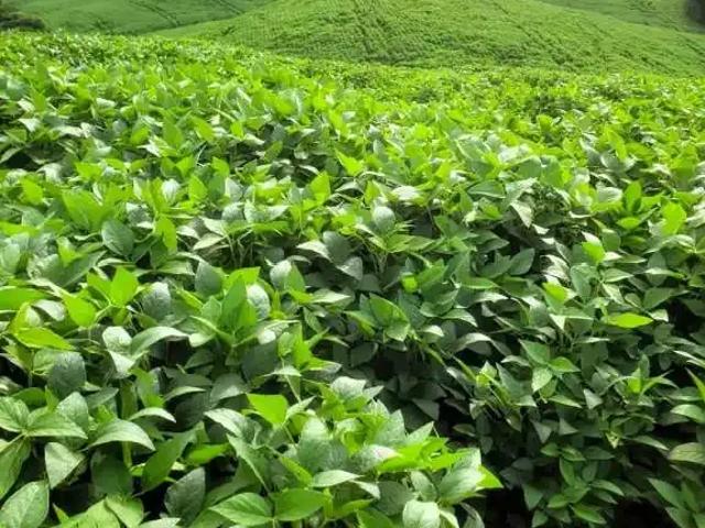 Sítio / Chácara para Venda em Santa Maria do Oeste/PR Centro