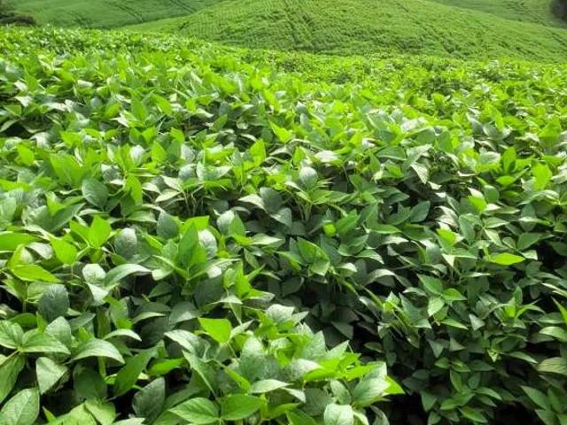 Sítio / Chácara para Venda em Santa Maria do Oeste/PR Centro