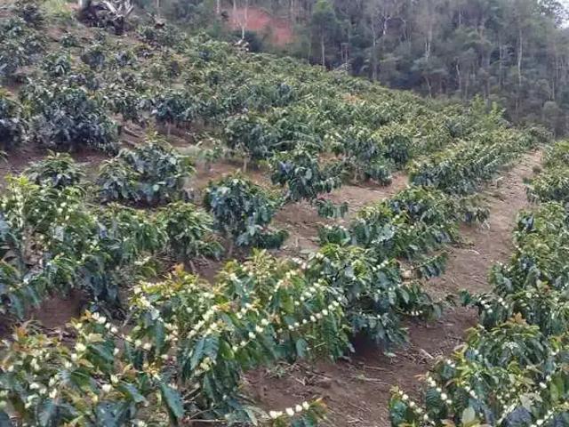 Sítio / Chácara para Venda em Santa Maria de Jetibá/ES Centro