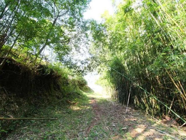 Sítio / Chácara para Venda em Santa Maria/RS Pé de Plátano