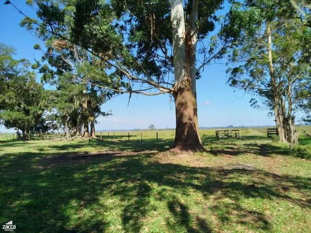 Sítio / Chácara para Venda em Santa Rosa do Sul/SC Glorinha