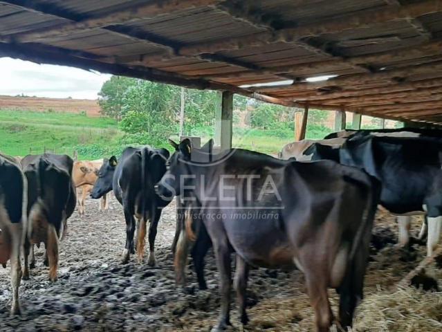 Sítio / Chácara para Venda em Santa Tereza do Oeste/PR Zona Rural 2 Quartos