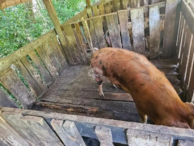 Sítio / Chácara para Venda em Santa Tereza/RS Zona Rural 3 Quartos