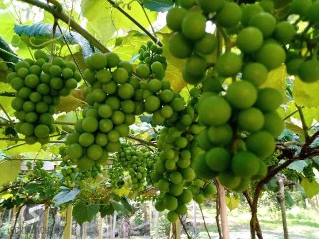Sítio / Chácara para Venda em Sentinela do Sul/RS Zona Rural 4 Quartos
