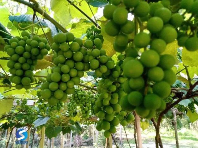 Sítio / Chácara para Venda em Sentinela do Sul/RS Zona Rural 4 Quartos