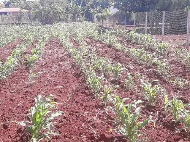 Sítio / Chácara para Venda em Sertanópolis/PR Zona Rural