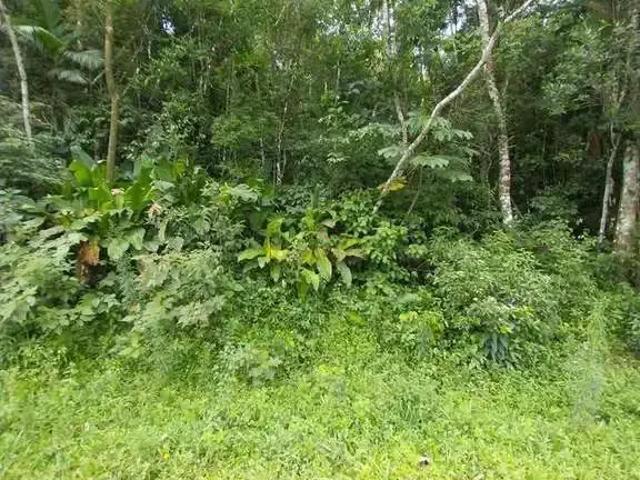 Sítio / Chácara para Venda em Siderópolis/SC Centro