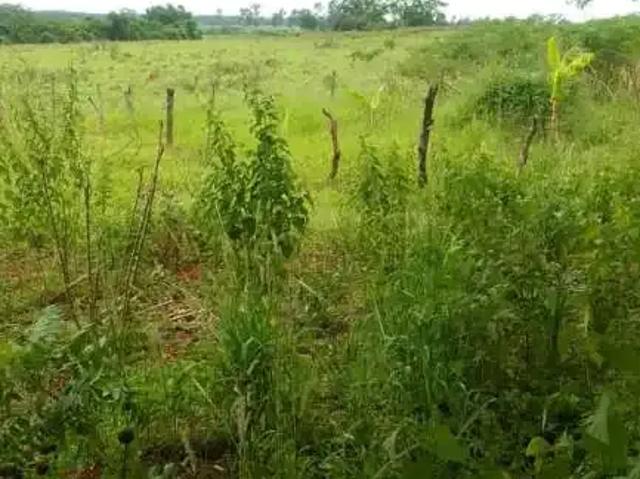 Sítio / Chácara para Venda em Suzanápolis/SP Zona Rural 2 Quartos