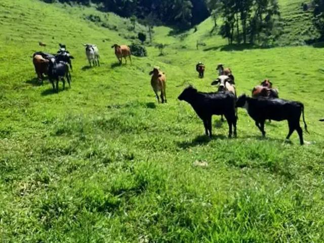 Sítio / Chácara para Venda em Pouso Alto/MG Centro