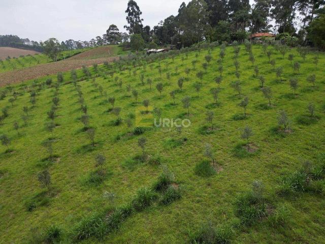 Sítio / Chácara para Venda em Poços de Caldas/MG Área Rural de Poços de Caldas
