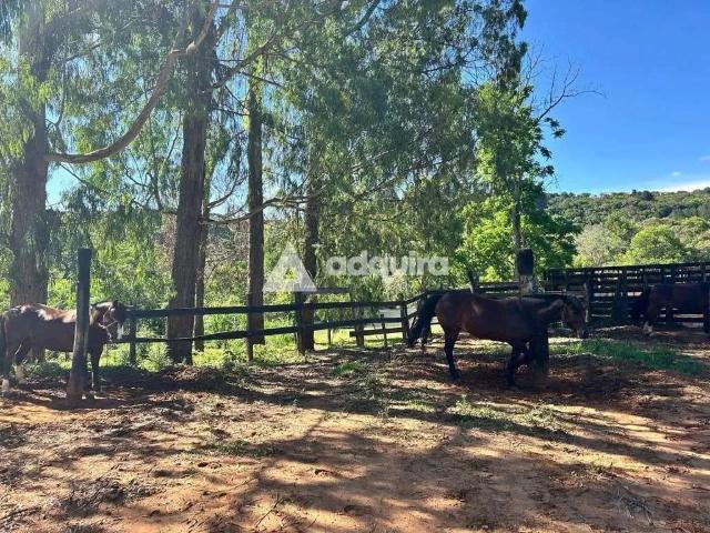 Sítio / Chácara para Venda em Ponta Grossa/PR Chapada 2 Quartos