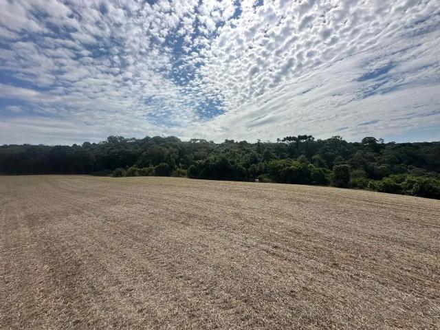 Sítio / Chácara para Venda em Porto Amazonas/PR Zona Rural