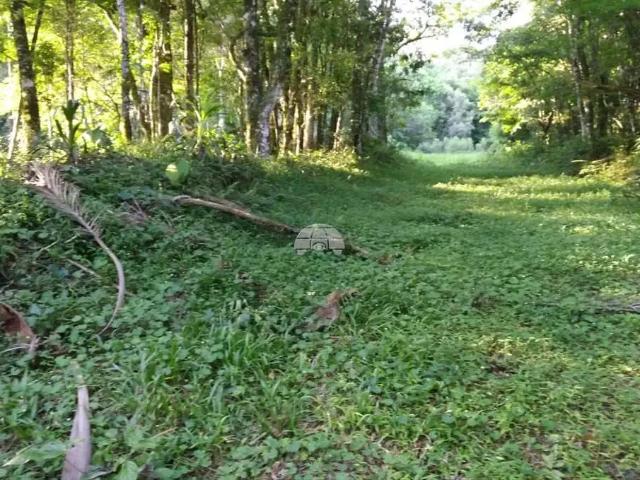 Sítio / Chácara para Venda em Pato Branco/PR Zona Rural