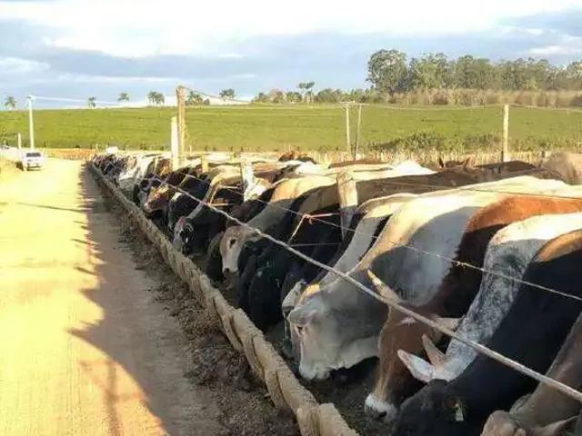 Sítio / Chácara para Venda em Patrocínio/MG Área Rural de Patrocínio