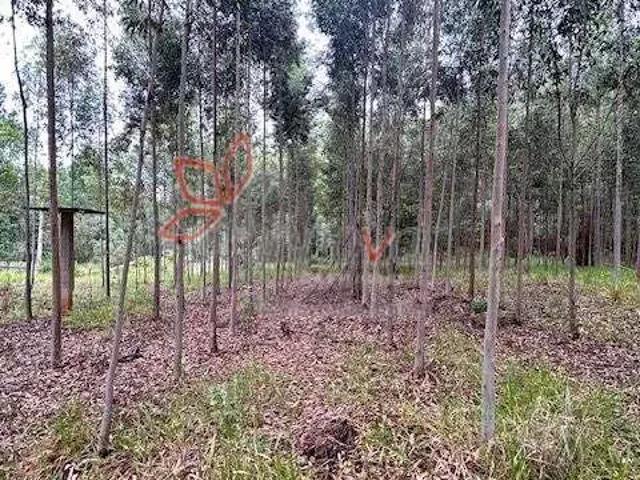 Sítio / Chácara para Venda em Paulistânia/SP Centro