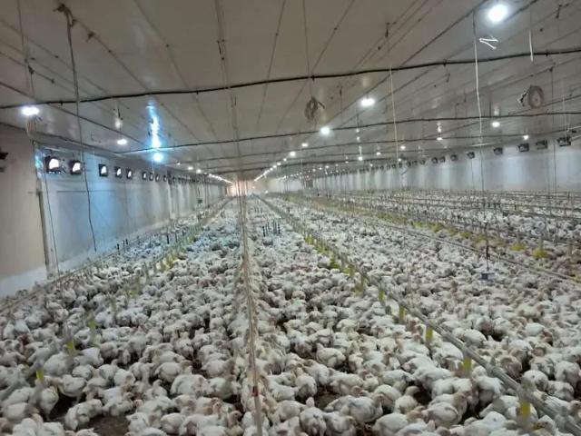 Sítio / Chácara para Venda em Palmas/PR Área Rural