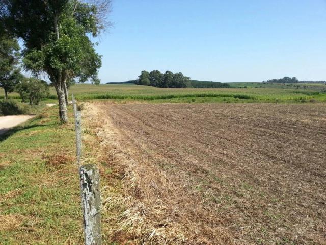 Sítio / Chácara para Venda em Palmeira/PR Centro