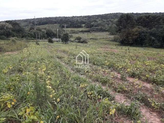 Sítio / Chácara para Venda em Palmeira/PR Queimadas