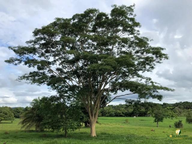 Sítio / Chácara para Venda em Palmeiras de Goiás/GO Área Rural de Palmeiras de Goiás 3 Quartos