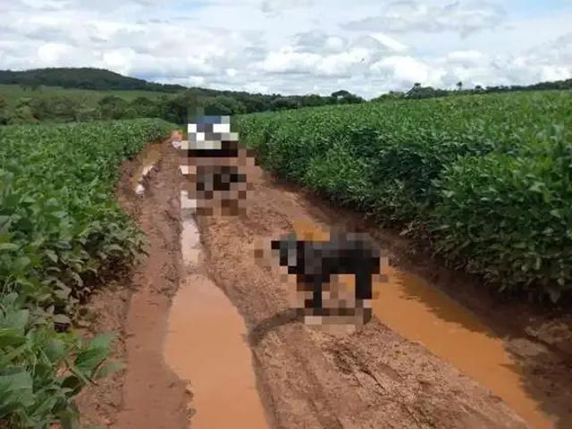 Sítio / Chácara para Venda em Palmeiras de Goiás/GO Zona Rural