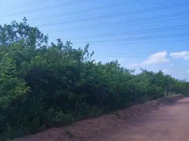 Sítio / Chácara para Venda em Parazinho/RN Centro 2 Quartos