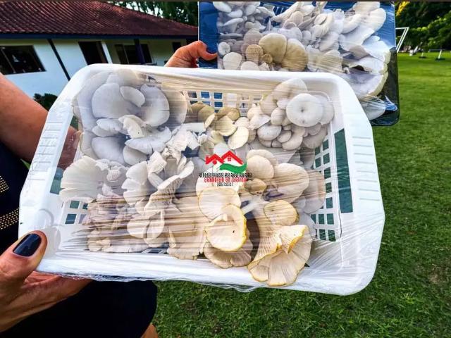 Sítio / Chácara para Venda em Pedro de Toledo/SP Centro 4 Quartos