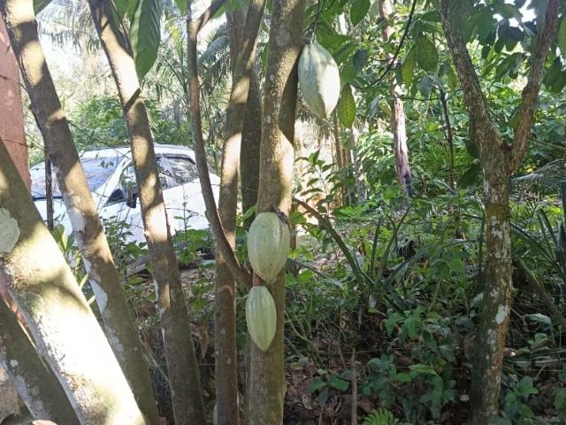 Sítio / Chácara para Venda em Pedro de Toledo/SP Zona Rural 3 Quartos