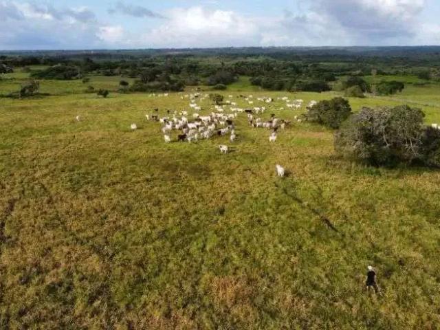 Sítio / Chácara para Venda em Pedro Velho/RN Centro 10 Quartos