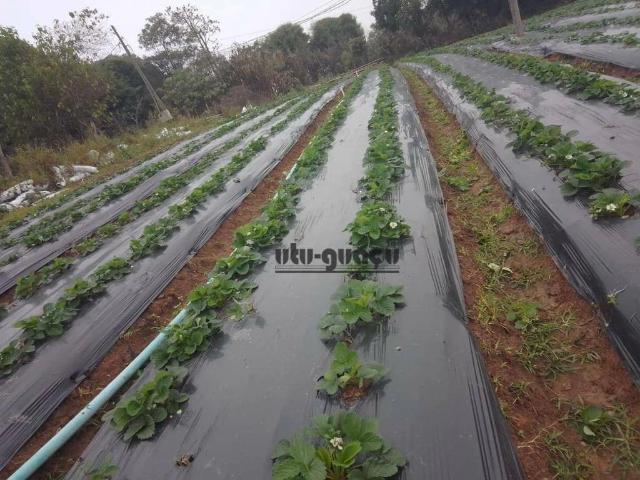 Sítio / Chácara para Venda em Piedade/SP Zona Rural 2 Quartos