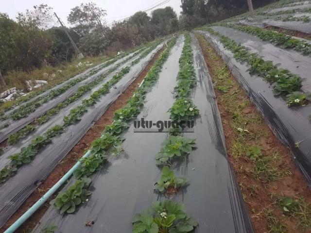 Sítio / Chácara para Venda em Piedade/SP Zona Rural 2 Quartos