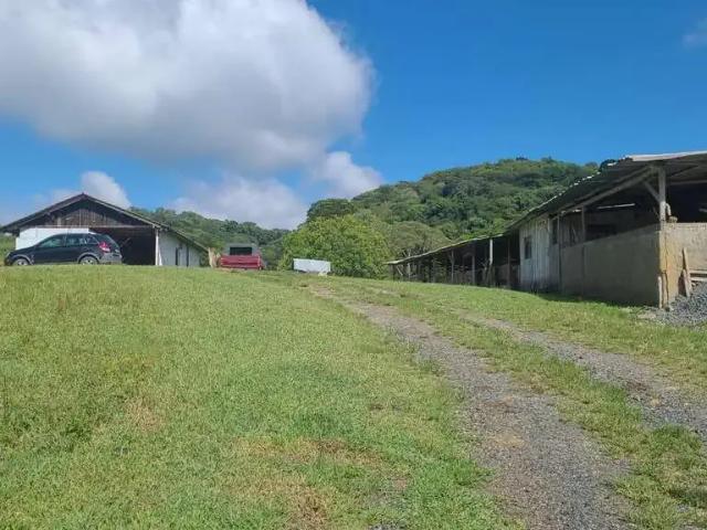 Sítio / Chácara para Venda em Piên/PR Trigolândia