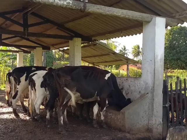 Sítio / Chácara para Venda em Pindoretama/CE Zona Rural 2 Quartos