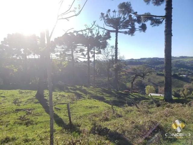 Sítio / Chácara para Venda em Pinto Bandeira/RS Zona Rural