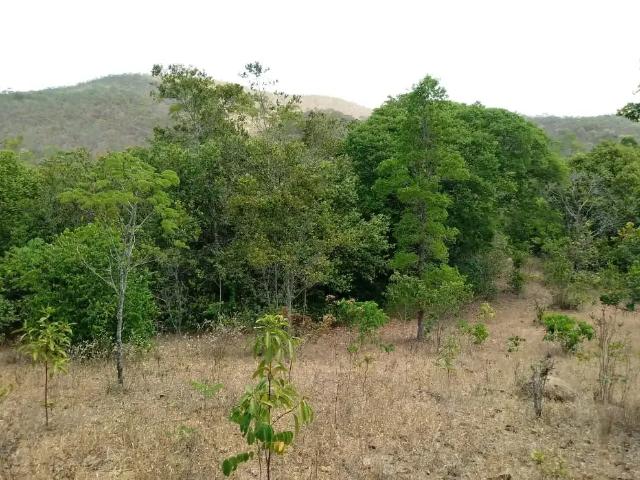 Sítio / Chácara para Venda em Pirenópolis/GO Zona Rural