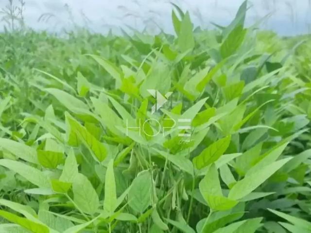Sítio / Chácara para Venda em Primavera do Leste/MT Zona Rural 1 Quartos
