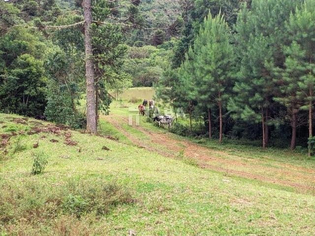 Sítio / Chácara para Venda em Quatro Barras/PR Centro