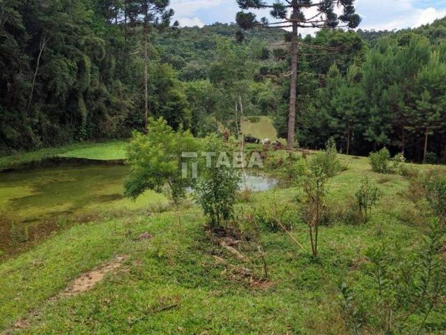 Sítio / Chácara para Venda em Quatro Barras/PR Centro