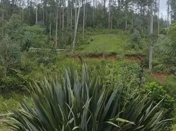 Sítio / Chácara para Venda em Quatro Barras/PR Ribeirão do Tigre