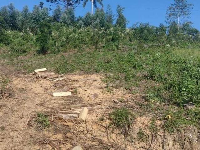 Sítio / Chácara para Venda em Quatro Barras/PR Ribeirão do Tigre