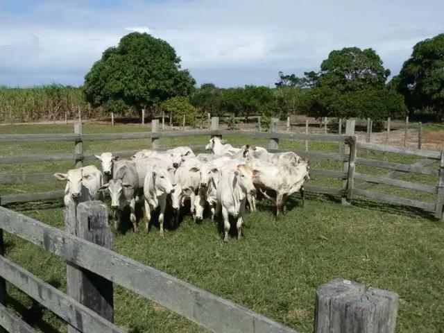 Sítio / Chácara para Venda em Quissamã/RJ Barra do Furado