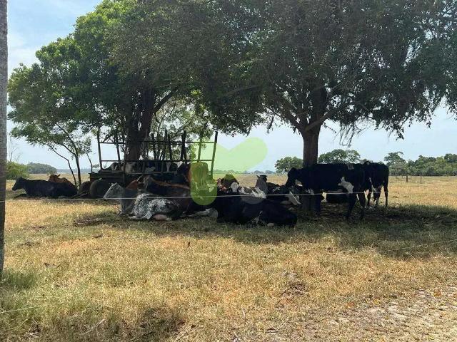 Sítio / Chácara para Venda em Quissamã/RJ Centro