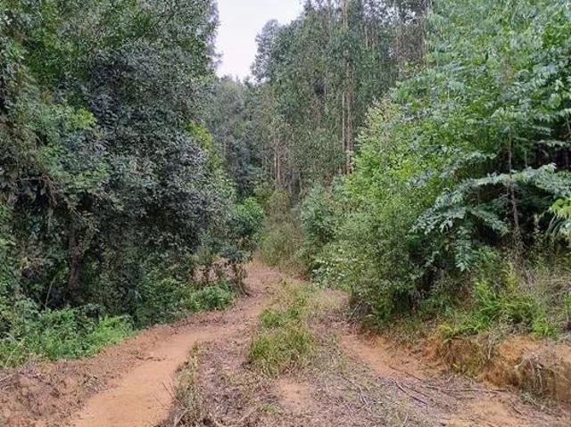 Sítio / Chácara para Venda em Quitandinha/PR Areia Branca