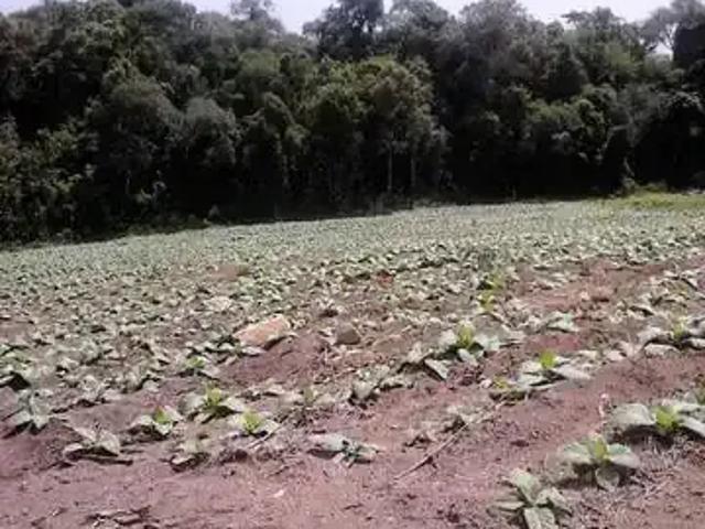 Sítio / Chácara para Venda em Quitandinha/PR Campina de Quitandinha