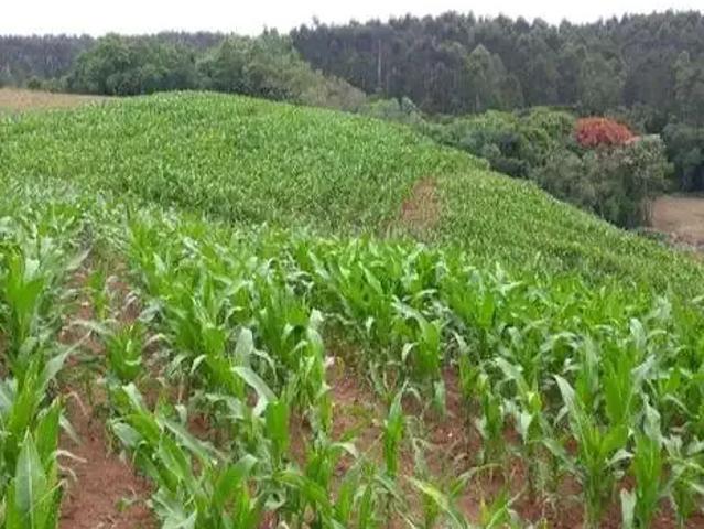 Sítio / Chácara para Venda em Quitandinha/PR Campina de Quitandinha