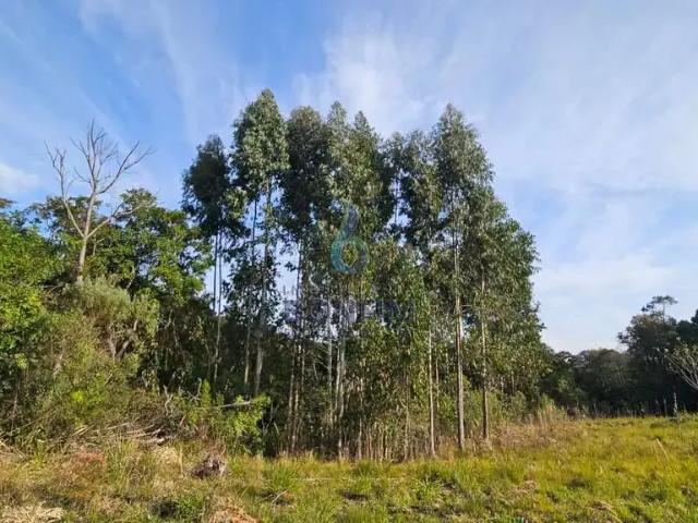 Sítio / Chácara para Venda em Quitandinha/PR Centro