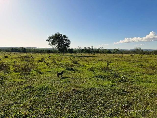 Sítio / Chácara para Venda em Rochedo/MS Zona Rural 2 Quartos