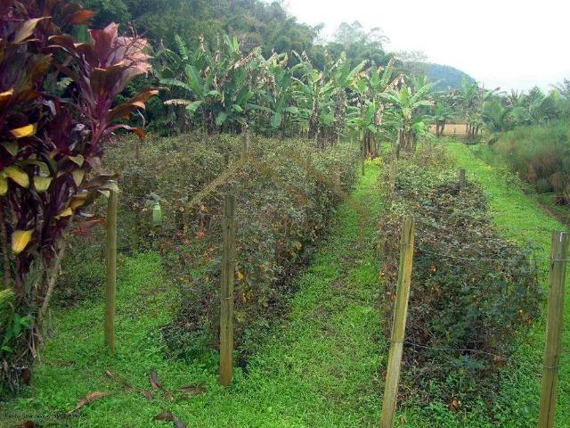 Sítio / Chácara para Venda em Rodeio/SC Centro 5 Quartos