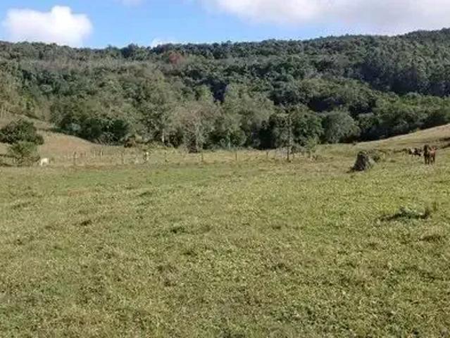 Sítio / Chácara para Venda em Rolante/RS Campinas