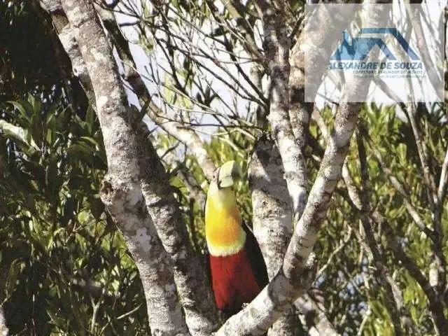 Sítio / Chácara para Venda em Rancho Queimado/SC Invernadinha